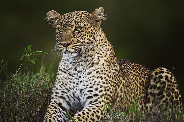 Wildlife Photographer of the Year