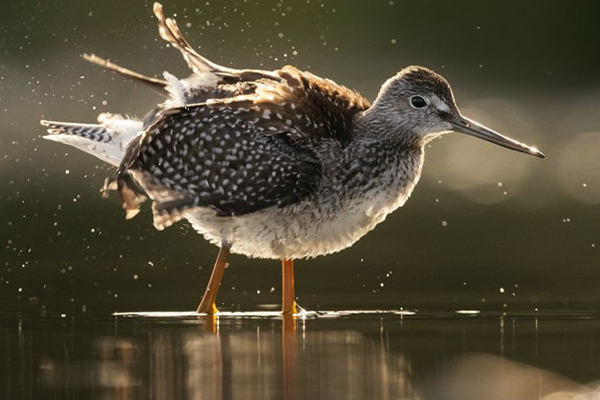Birds in Focus