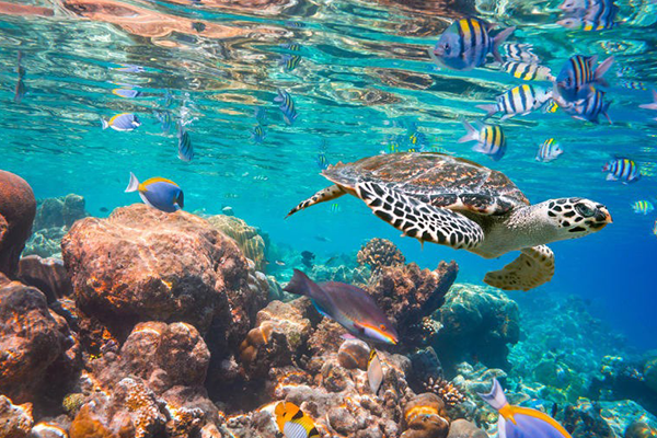 Underwater Life
