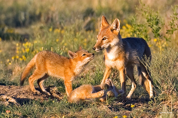 Conservation Storytelling