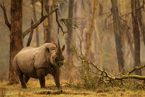 Wildlife Reel of the Year